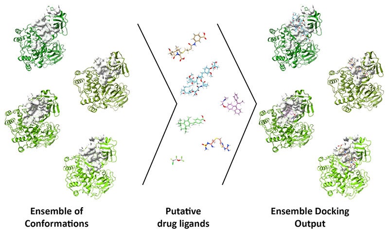 The use of an ensemble of conformations allows researchers to account for protein flexibility in molecular docking studies