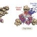 Omicron mutations may help SARS-CoV-2 evade antibodies