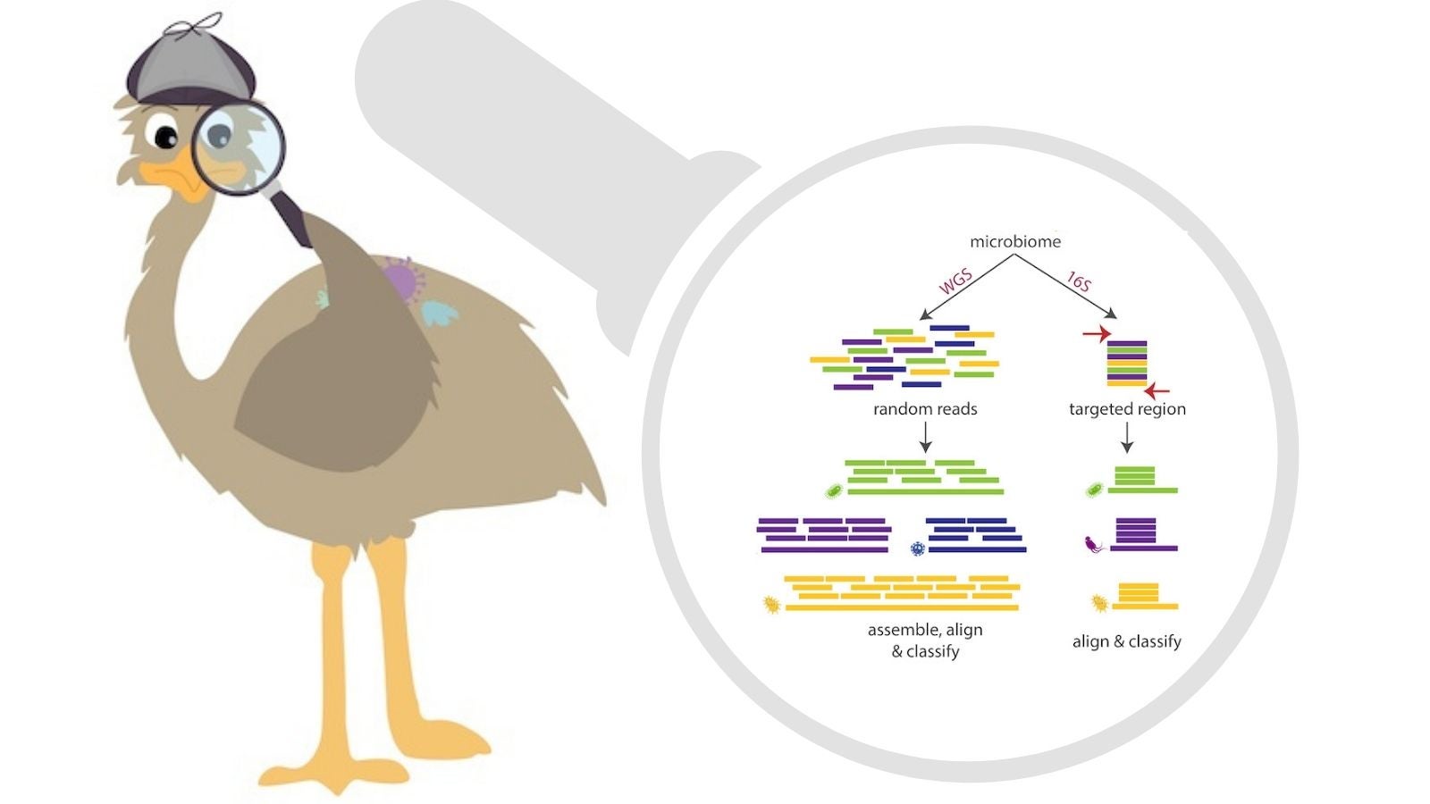 Emu stands tall at detecting bacteria species