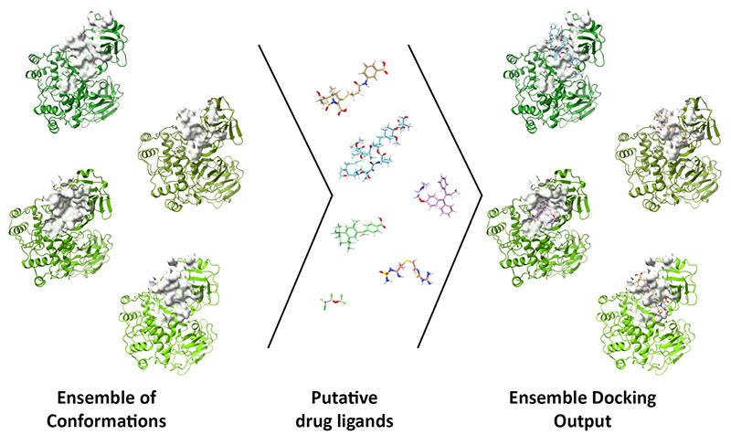 The use of an ensemble of conformations allows researchers to account for protein flexibility in molecular docking studies